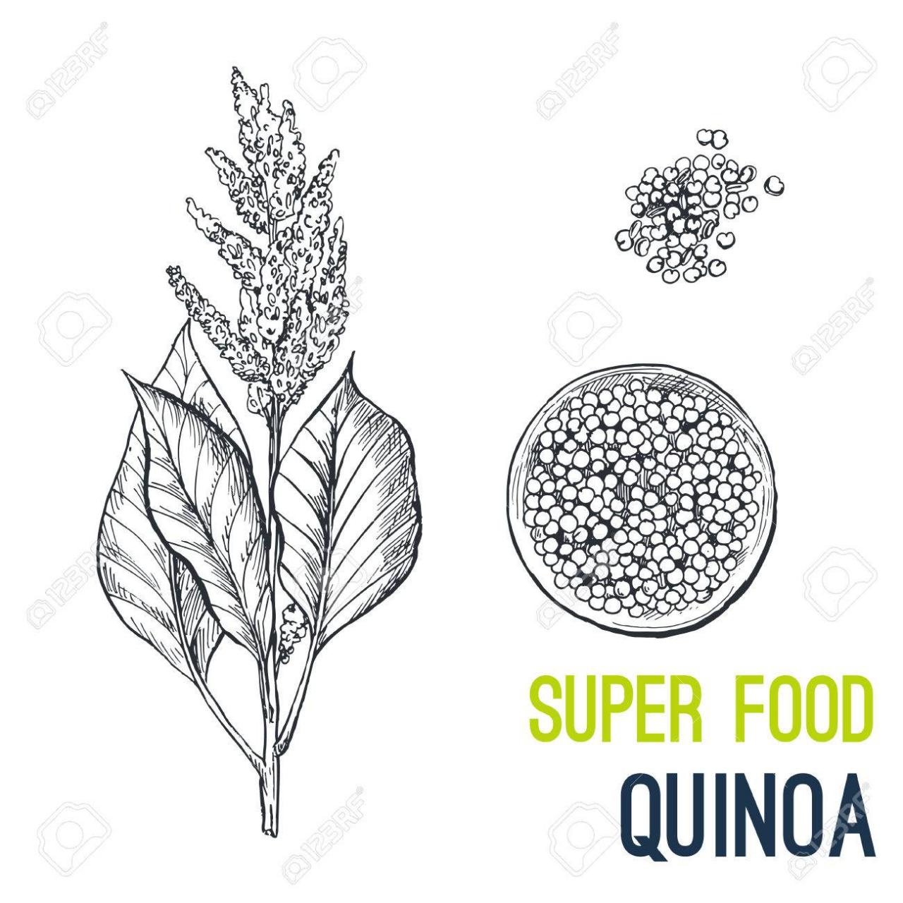 Quinoa -  Súper comida dibujado a mano dibujo ilustración vectorial -, dibujos de Quinua, como dibujar Quinua paso a paso