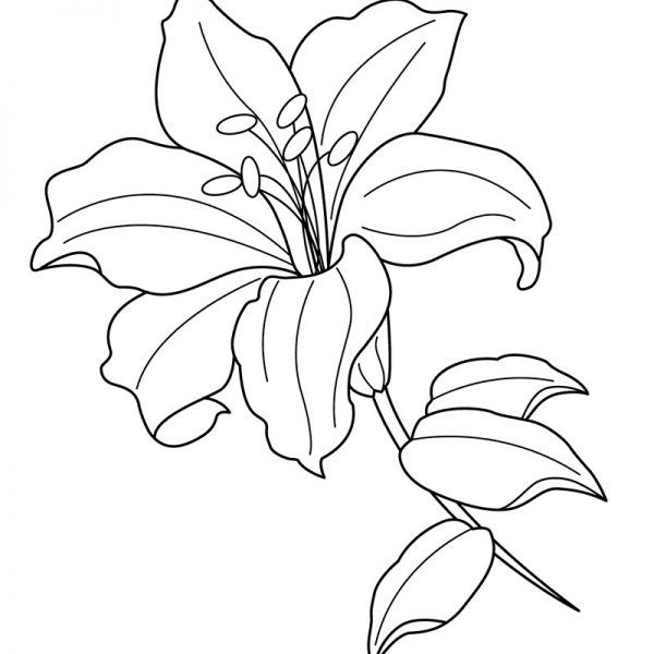 dibujo de flor de lirio para colorear  Orquideas dibujo  Dibujos de  flores  Dibujos, dibujos de Un Lirio, como dibujar Un Lirio paso a paso