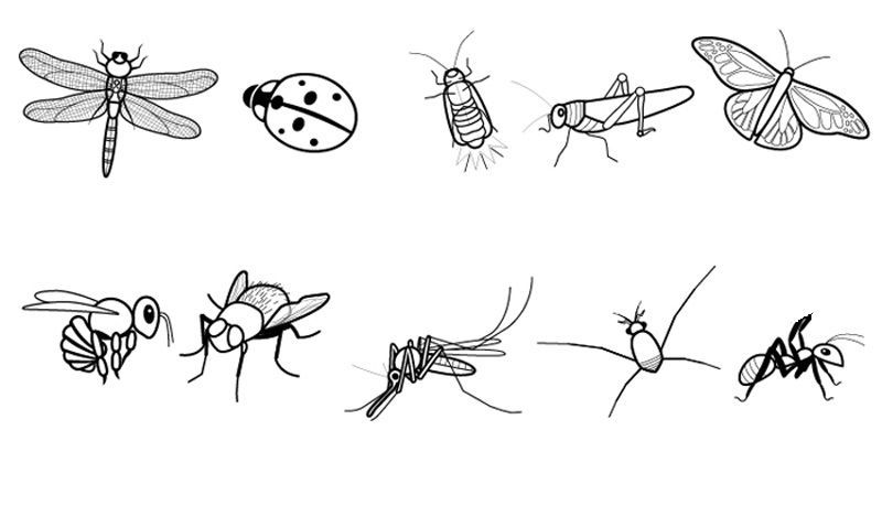 Insectos: dibujo para colorear e imprimir  Dibujos  Dibujos para colorear   Insectos, dibujos de Insectos, como dibujar Insectos paso a paso