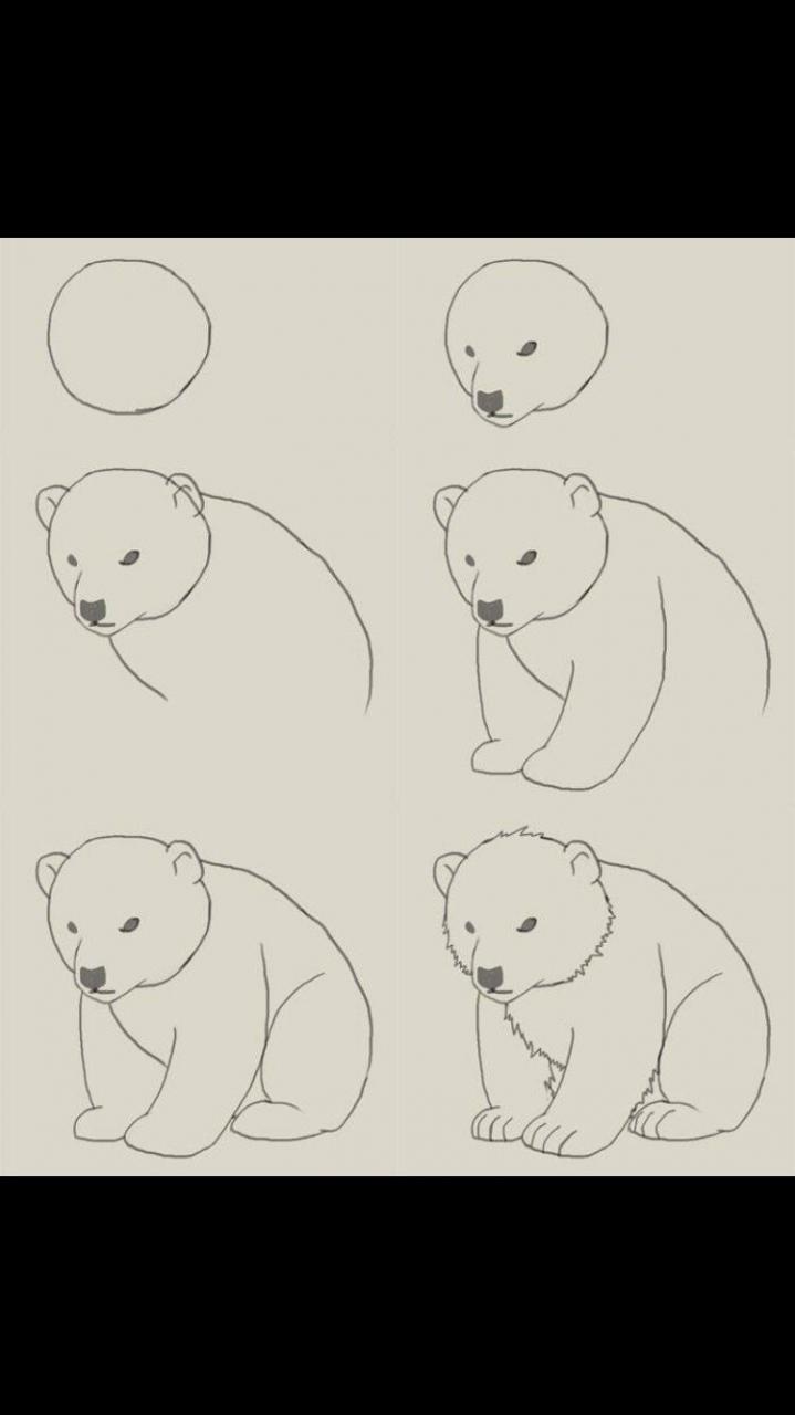 Pin by AFeliz on İmagination  Bear drawing  Drawings  Animal drawings, dibujos de Un Oso Polar, como dibujar Un Oso Polar paso a paso