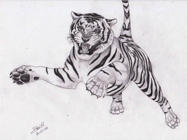 Tigre a lápiz - Animales  Dibujando - net  Animales dibujados a lapiz   Tatuaje ojos de tigre  Diseño del tatuaje del tigre, dibujos de Tigres A Lápiz, como dibujar Tigres A Lápiz paso a paso