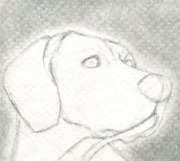 Cómo Aprender A Dibujar A Lápiz Paso A Paso [La Guía Más Completa]  Perros  dibujos a lapiz  Dibujo de animales  Dibujo de perro, dibujos de Animales A Lápiz, como dibujar Animales A Lápiz paso a paso