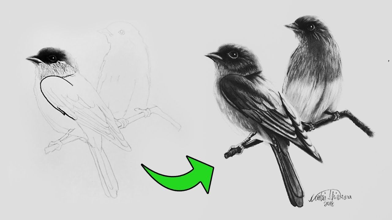 Cómo DIBUJAR un PÁJARO REALISTA PASO a PASO (FACIL y RÁPIDO) How to Dr - - - Dibujos de pájaro Dibujos Cómo dibujar, dibujos de Un Pájaro Realista, como dibujar Un Pájaro Realista paso a paso