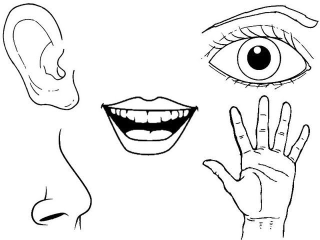 Dibujos de los cinco sentidos para colorear  Organos de los sentidos  Los  sentidos para niños  Los cinco sentidos, dibujos de Los 5 Sentidos, como dibujar Los 5 Sentidos paso a paso