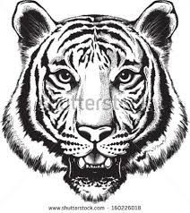 Resultado de imagen para cara de tigre dibujo  Cara de tigre dibujo  Cara  de tigre  Dibujo de la cara, dibujos de La Cara De Un Tigre, como dibujar La Cara De Un Tigre paso a paso