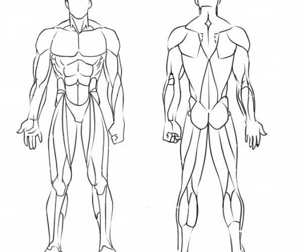 Cómo dibujar los músculos? (Manga)  IlustraIdeas, dibujos de Musculos, como dibujar Musculos paso a paso