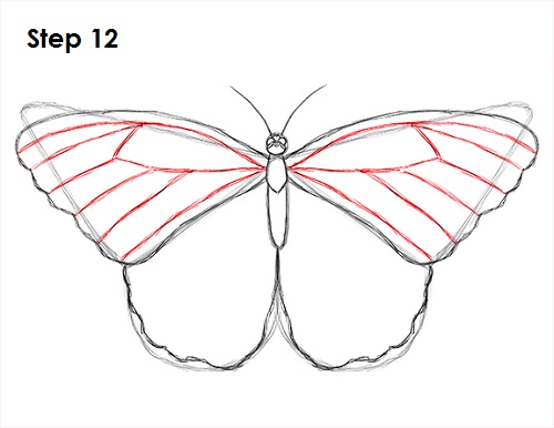 Dibujar Mariposa 12