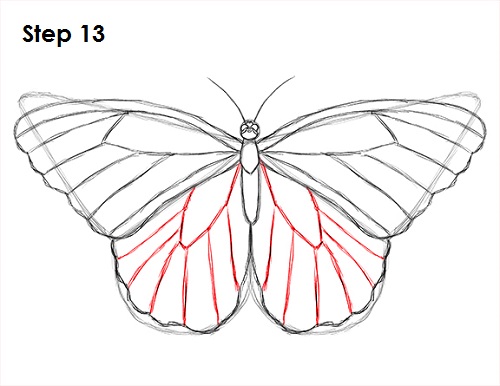 Dibujar Mariposa 13