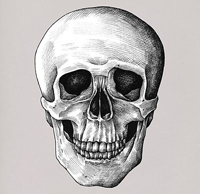 Dibujo detallado de un cráneo humano