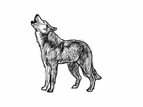 Como dibujar un lobo aullando paso a paso - Dibujos de animales, dibujos de Un Lobo Aullando, como dibujar Un Lobo Aullando paso a paso
