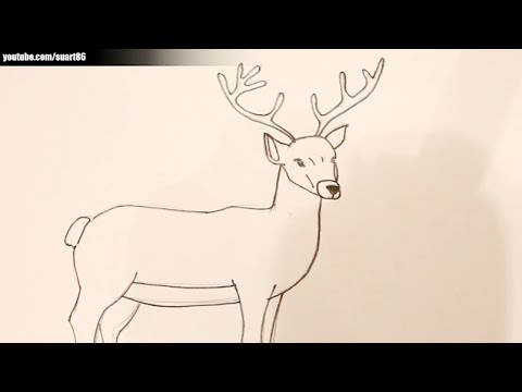 Como dibujar un ciervo, dibujos de Un Ciervo, como dibujar Un Ciervo paso a paso
