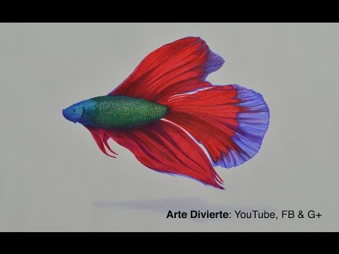 Cómo dibujar un pez beta con colores, dibujos de Un Pez Realista, como dibujar Un Pez Realista paso a paso