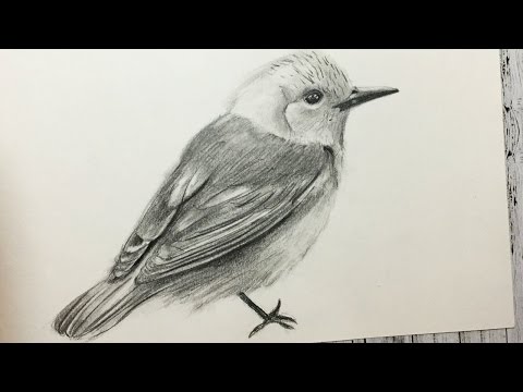 Cómo Dibujar un Pájaro Realista Paso a Paso (Fácil y Rápido) How to Draw a Bird Step by Step - YouTube, dibujos de Un Pájaro Realista, como dibujar Un Pájaro Realista paso a paso