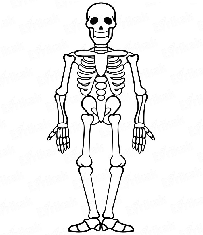 Cómi dibujar un esqueleto humano paso a paso, dibujos de Un Esqueleto Humano, como dibujar Un Esqueleto Humano paso a paso