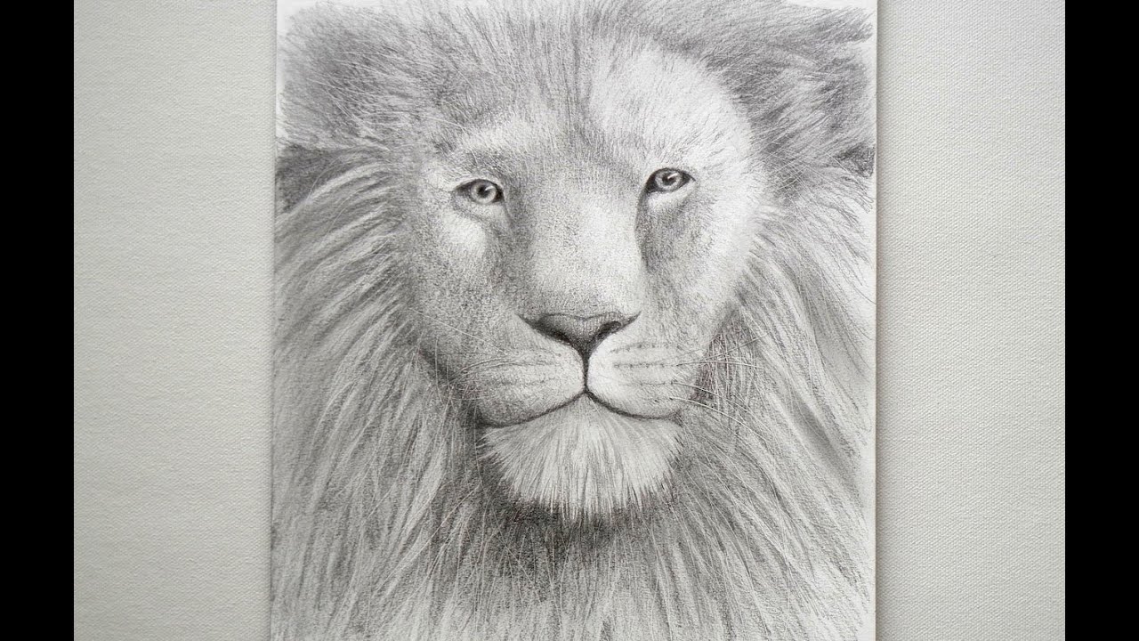 Cómo dibujar un León - Arte Divierte -, dibujos de La Cara De Un León, como dibujar La Cara De Un León paso a paso