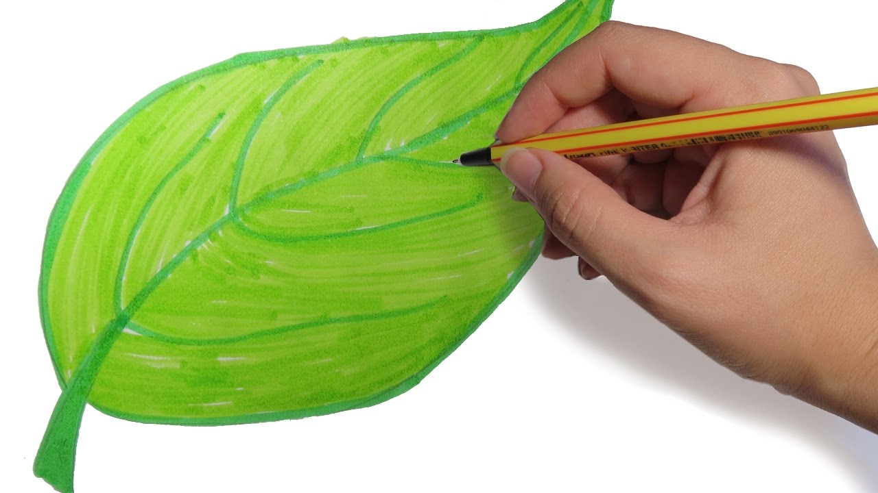 COMO DIBUJAR HOJAS DE ARBOLES PASO A PASO: Dibujos faciles para niños a  color, dibujos de Hojas De Árboles, como dibujar Hojas De Árboles paso a paso