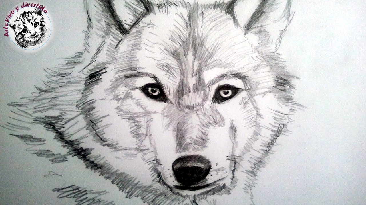 Como dibujar un lobo a lapiz  paso a paso: Como dibujar animales con pelo, dibujos de Animales A Lápiz, como dibujar Animales A Lápiz paso a paso