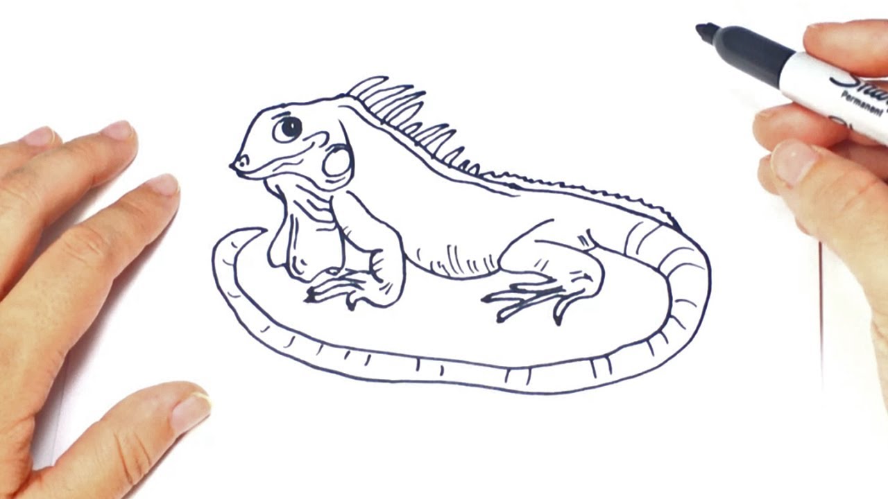Cómo dibujar una iguana  Tutorial de dibujo paso a paso, dibujos de Una Iguana, como dibujar Una Iguana paso a paso