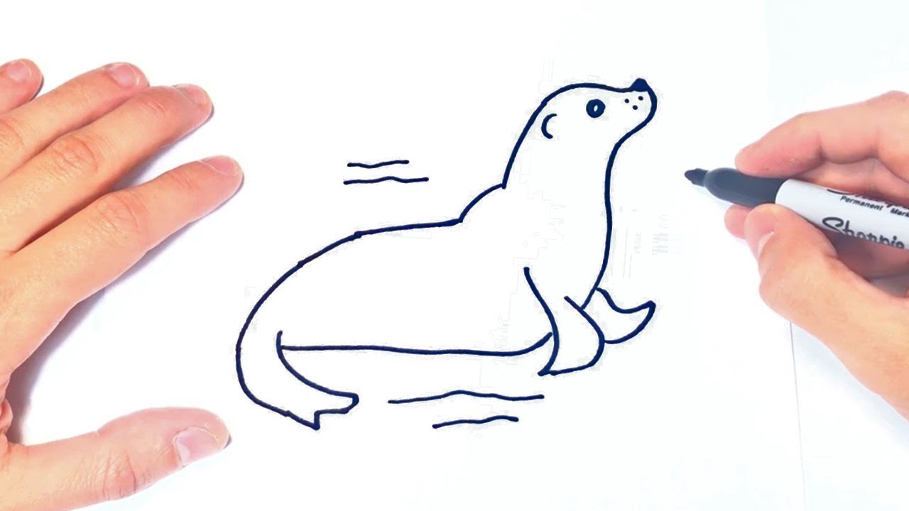 Cómo dibujar una Foca Paso a Paso  Dibujo de Foca, dibujos de Una Foca, como dibujar Una Foca paso a paso