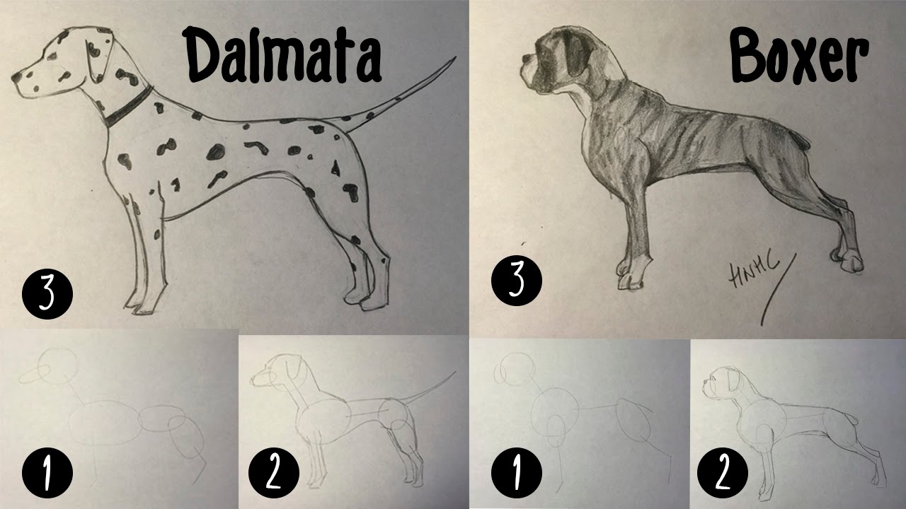 Como dibujar un perro dálmata y bóxer paso a paso, dibujos de Un Perro Boxer, como dibujar Un Perro Boxer paso a paso