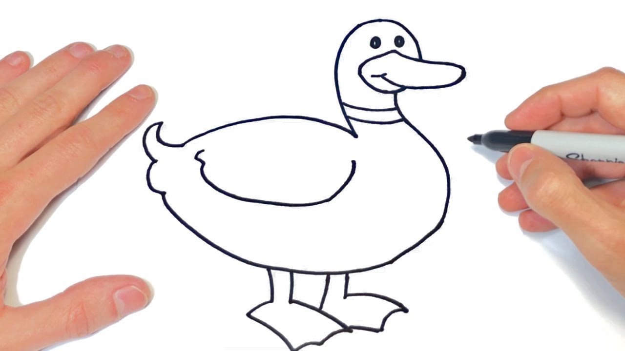 Cómo dibujar un Pato Paso a Paso  Dibujo de Pato, dibujos de Un Pato, como dibujar Un Pato paso a paso