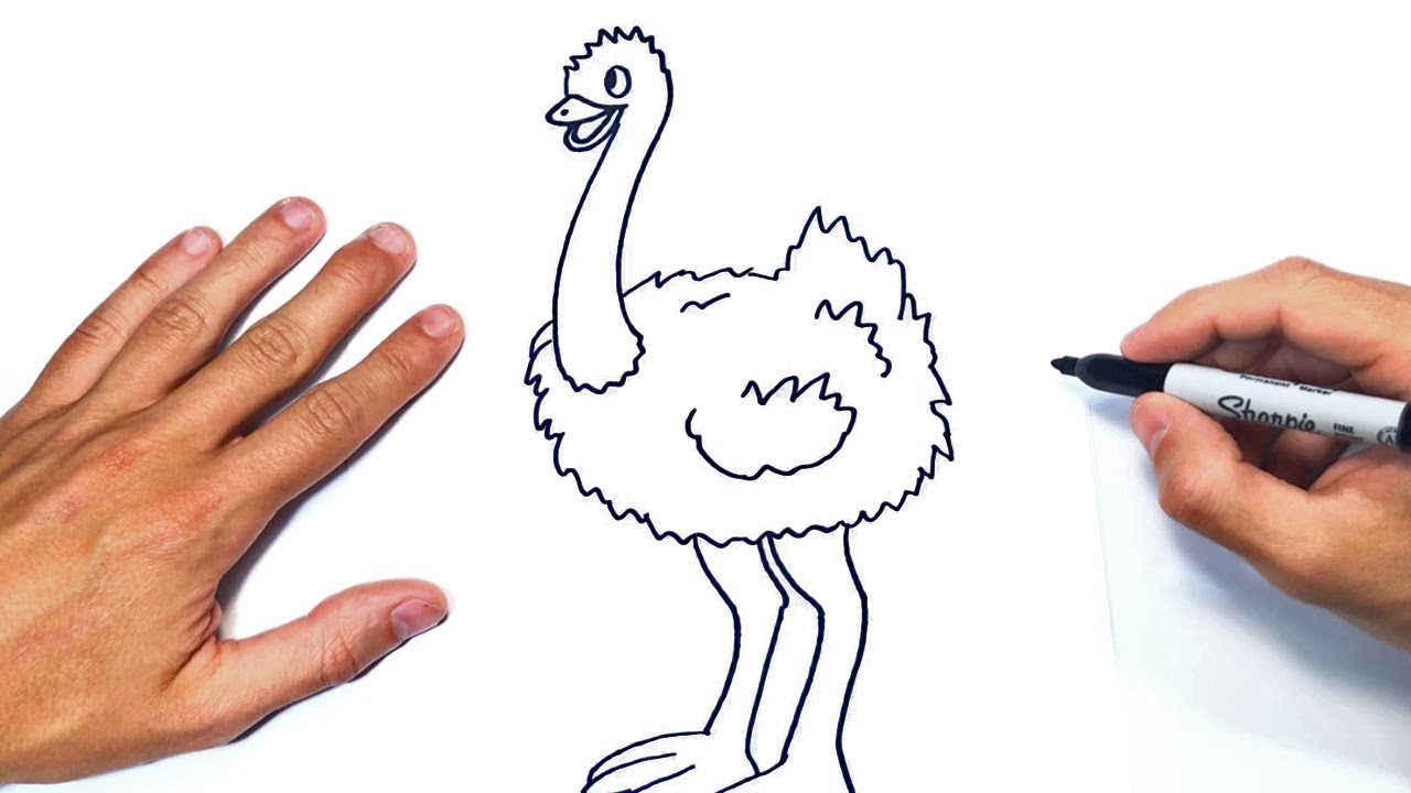 Cómo dibujar un Avestruz Paso a Paso  Dibujo de Avestruz, dibujos de Un Ñandú, como dibujar Un Ñandú paso a paso