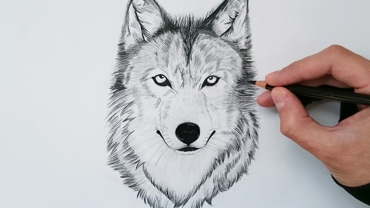 APRENDE cómo DIBUJAR un LOBO realista explicado PASO A PASO [2020] 🐺✅, dibujos de Un Lobo, como dibujar Un Lobo paso a paso