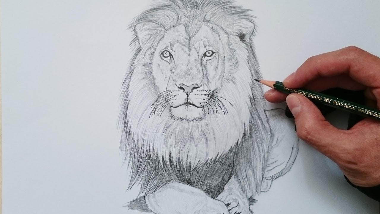 APRENDE cómo DIBUJAR un LEÓN realista PASO a PASO, dibujos de Un León Realista, como dibujar Un León Realista paso a paso