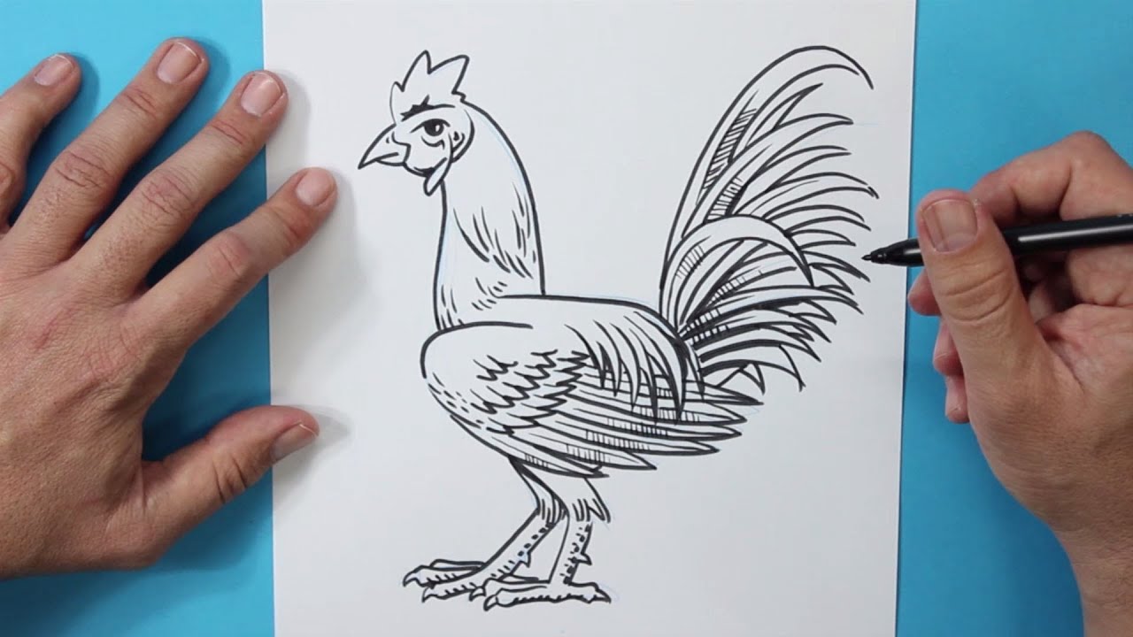 Cómo dibujar un gallo - How to draw a rooster, dibujos de Un Gallo De Pelea, como dibujar Un Gallo De Pelea paso a paso