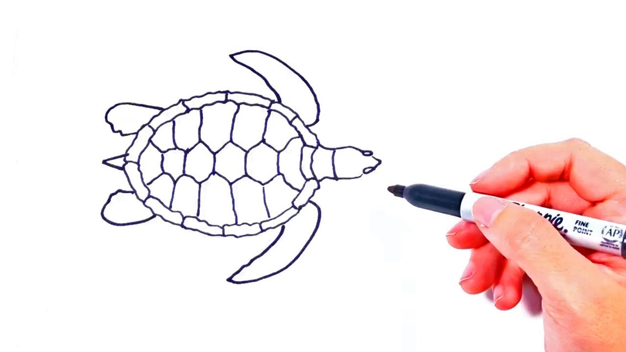 Como dibujar una Tortuga Marina  Dibujo Tortuga de Mar, dibujos de Una Tortuga Marina, como dibujar Una Tortuga Marina paso a paso
