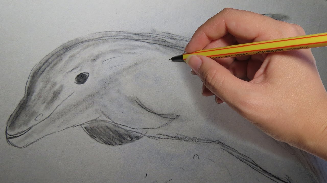 COMO DIBUJAR UN DELFIN REALISTA A LAPIZ: paso a paso, dibujos de Un Delfin A Lápiz, como dibujar Un Delfin A Lápiz paso a paso