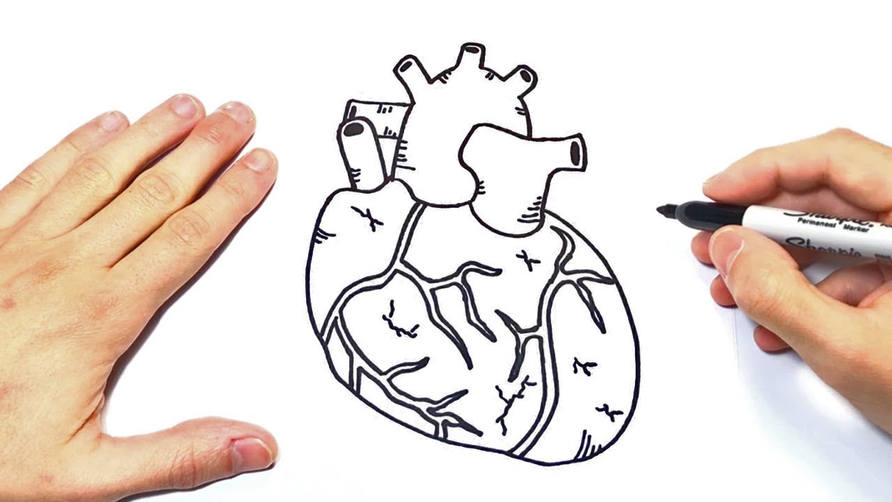 Cómo dibujar un Corazon Humano Paso a Paso, dibujos de Un Corazón Humano, como dibujar Un Corazón Humano paso a paso