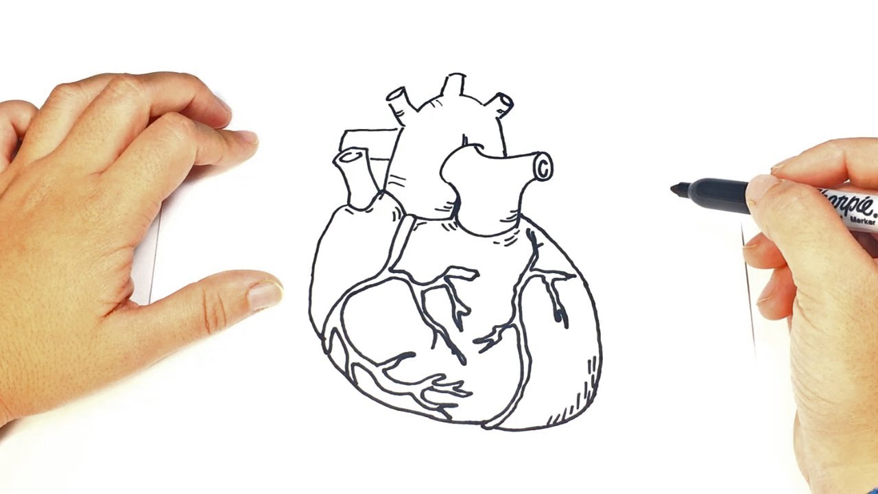 Como dibujar un Corazon Humano paso a paso  Corazón De Verdad, dibujos de Un Corazón Humano, como dibujar Un Corazón Humano paso a paso