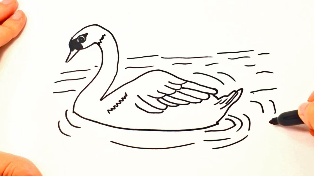 Cómo dibujar un Cisne paso a paso  Dibujo fácil de Cisne, dibujos de Un Cisne, como dibujar Un Cisne paso a paso