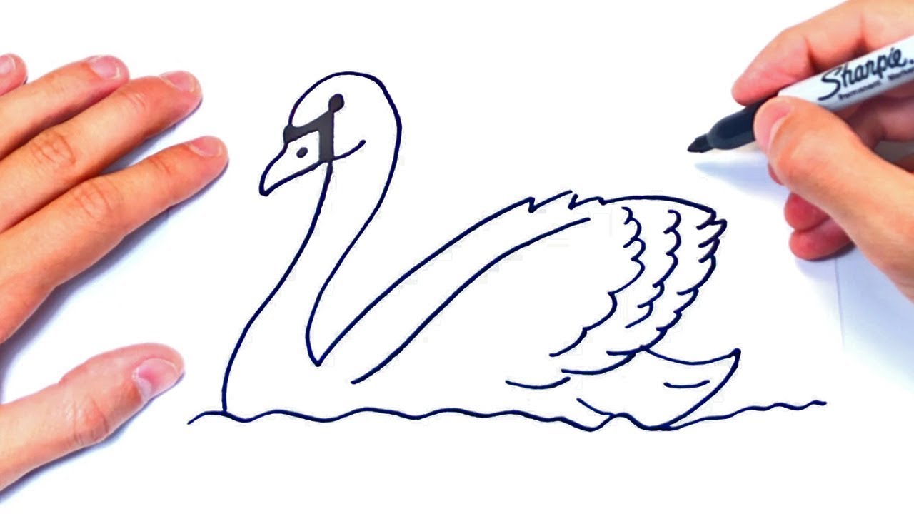 Cómo dibujar un Cisne Paso a Paso  Dibujo de Cisne Lindo, dibujos de Un Cisne, como dibujar Un Cisne paso a paso