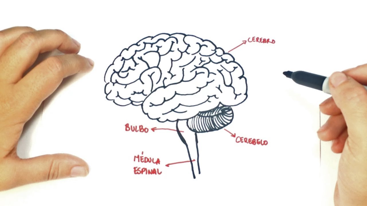 Cómo dibujar el Cerebro Humano paso a paso  Dibujo fácil de un Cerebro  Humano, dibujos de Un Cerebro, como dibujar Un Cerebro paso a paso