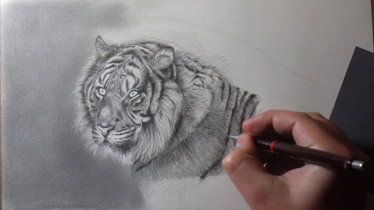 Cómo Dibujar un Tigre Realista a Lápiz Paso a Paso - Tutorial, dibujos de Tigres A Lápiz, como dibujar Tigres A Lápiz paso a paso
