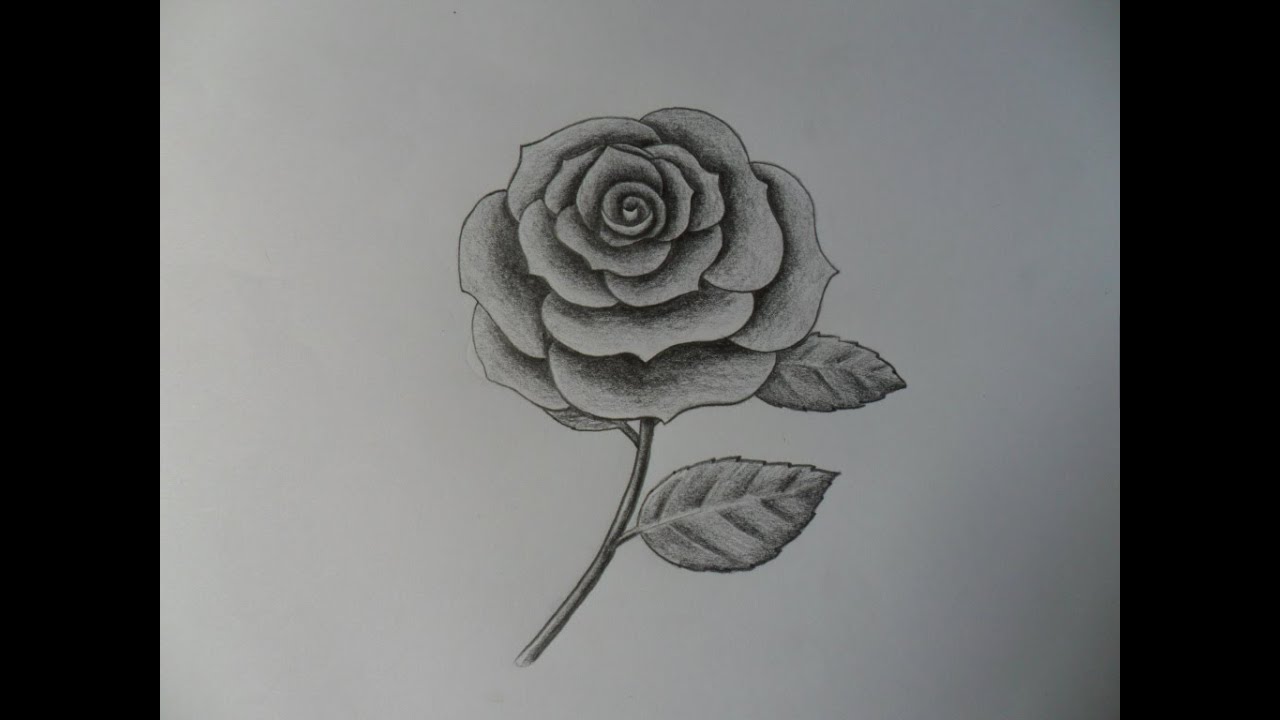 Featured image of post Imagenes De Rosas Para Dibujar A Lapiz Faciles Paso A Paso Tambien te mostraremos dibujos con el paso a paso para aprender a dibujar sin problemas y te