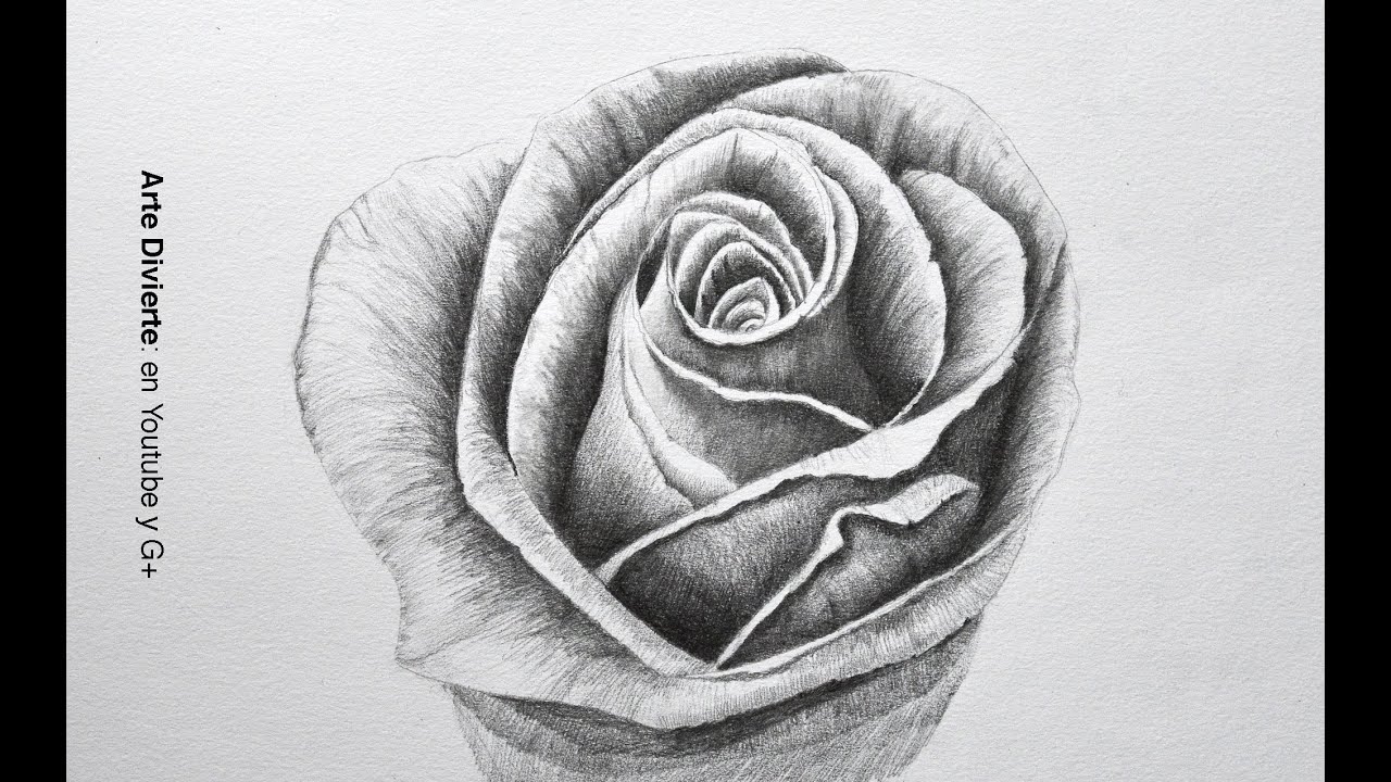 Drawing flowers: How to draw a rose with pencil - step by step - Arte  Divierte, dibujos de Rosas A Lápiz, como dibujar Rosas A Lápiz paso a paso