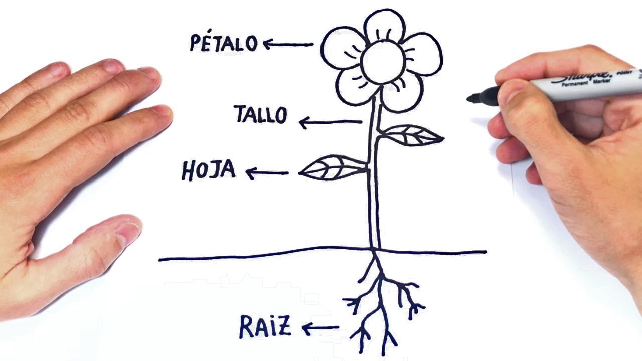 Cómo dibujar Las Partes de una Planta Paso a Paso, dibujos de Una Planta, como dibujar Una Planta paso a paso