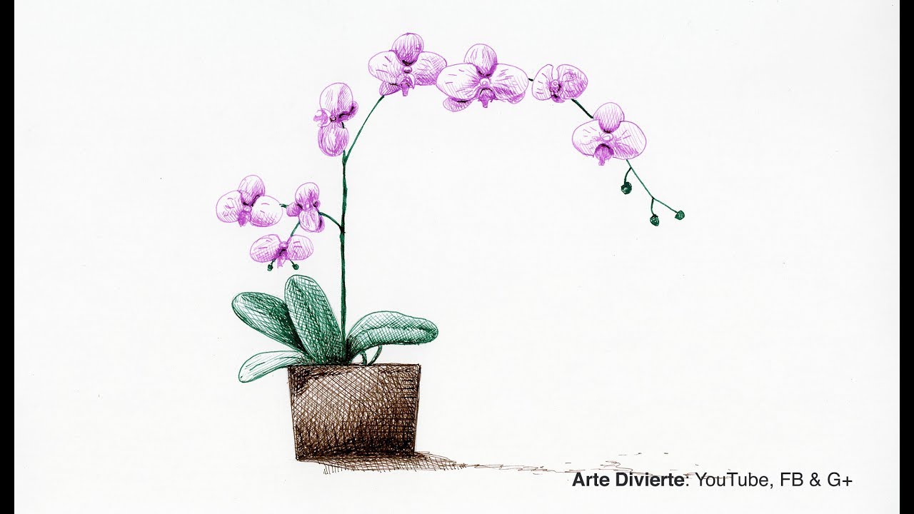Cómo dibujar una orquídea con tinta - Narrado, dibujos de Orquídeas, como dibujar Orquídeas paso a paso