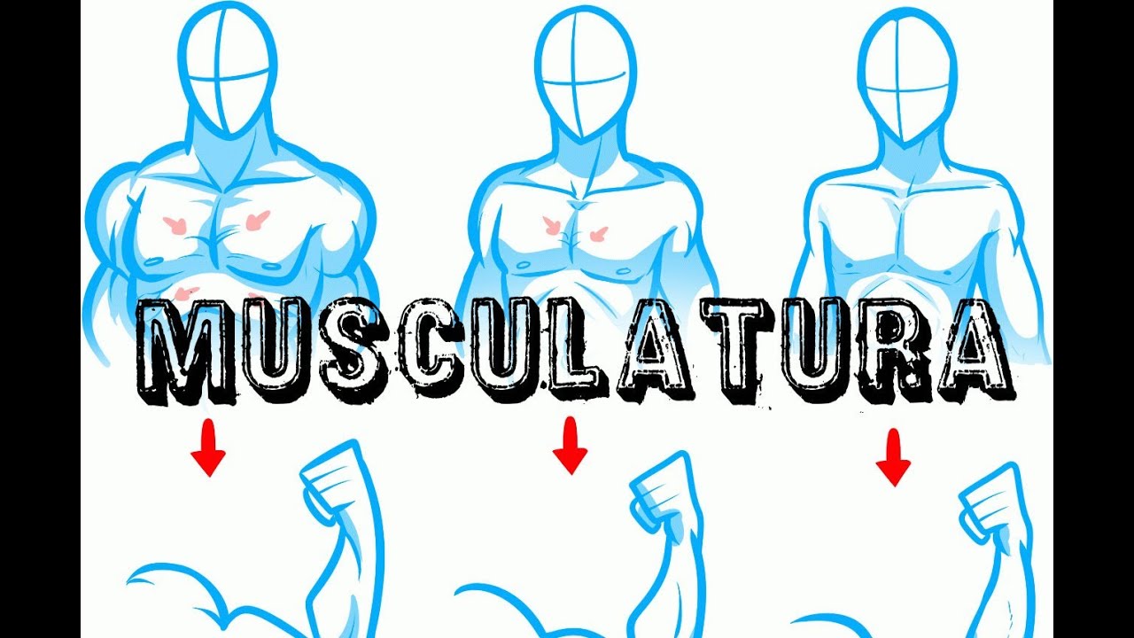 LA MUSCULATURA EN EL DIBUJO, dibujos de Musculos, como dibujar Musculos paso a paso