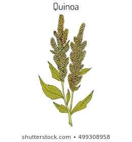Ilustraciones  imágenes y vectores de stock sobre Quinua Planta   Shutterstock, dibujos de Quinua, como dibujar Quinua paso a paso