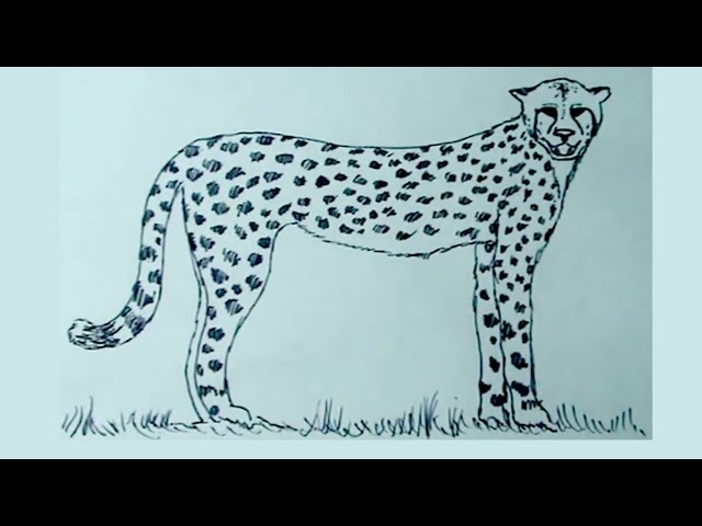 Dibujos de animales 48 - Cómo dibujar un guepardo - cheetah drawing -  YouTube, dibujos de Un Guepardo, como dibujar Un Guepardo paso a paso