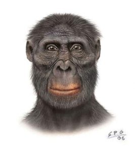 Dibuja Un Australopithecus Fácil Paso a Paso