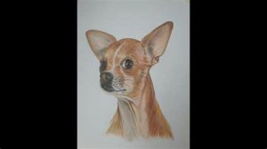 Cómo Dibuja Un Chihuahua Realista Paso a Paso Fácil