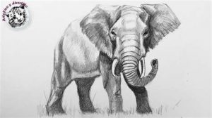 Dibujar Un Elefante Real Fácil Paso a Paso