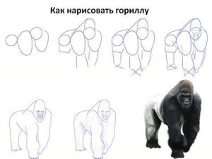 Cómo Dibuja Un Gorilla Paso a Paso Fácil