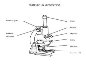 Dibuja Un Microscopio Con Sus Partes Fácil Paso a Paso