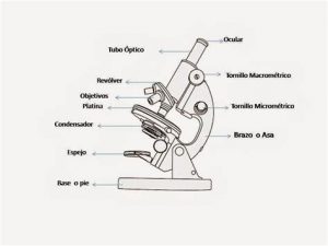 Dibujar Un Microscopio Y Sus Partes Fácil Paso a Paso